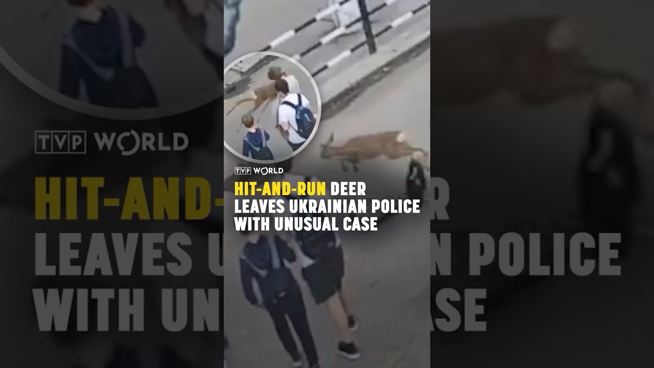 Hit-and-run #deer leaves #Ukrainian #police with unusual case