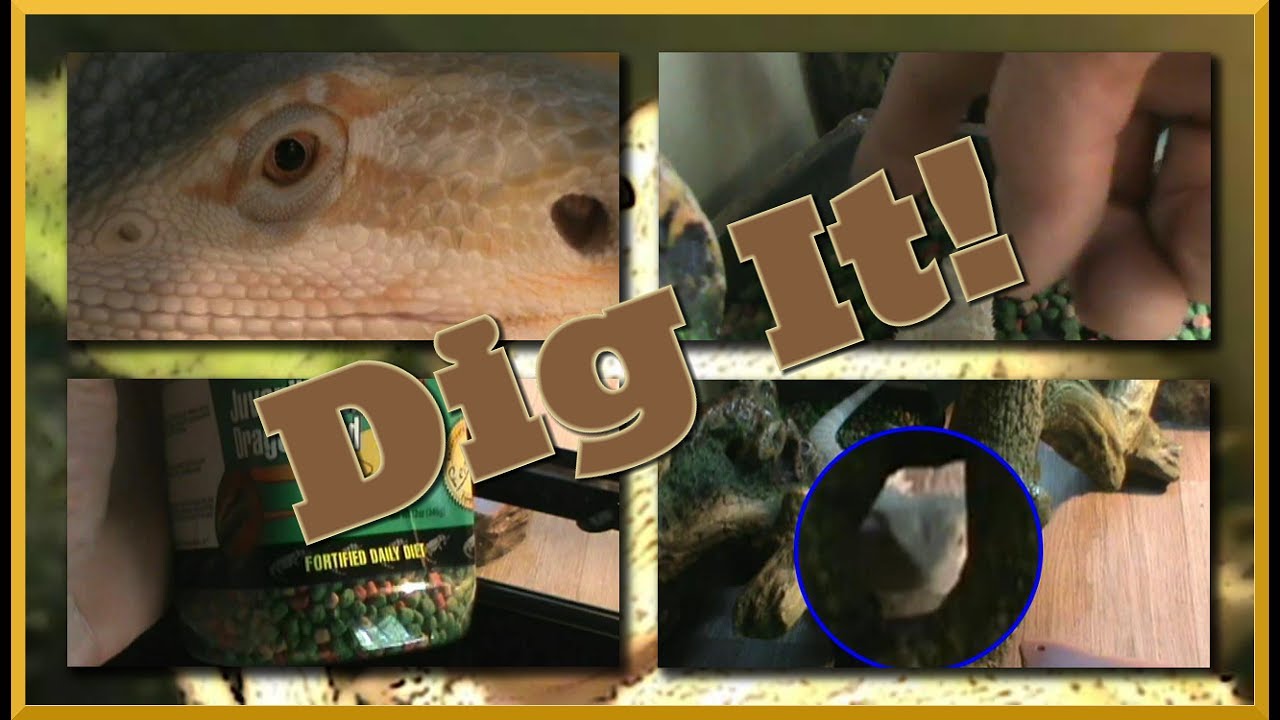 Our Bearded Dragon Digging Box