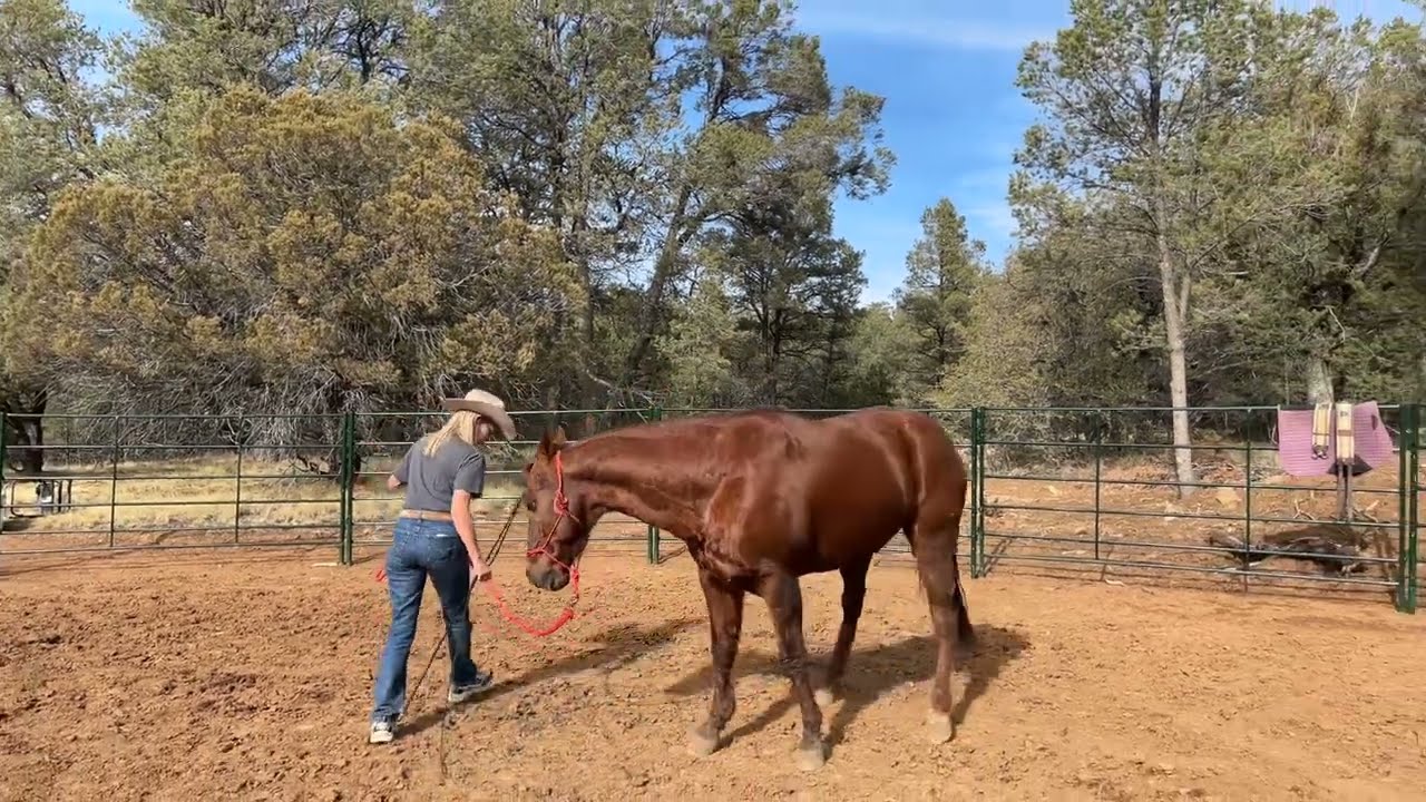 If you have 5 minutes do this with your horse 🐴