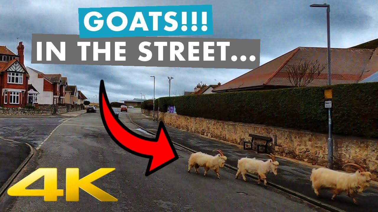 4K | Llandudno Town - Goats In The Street | Wales, Great Britain (UK) | 2022 | #54