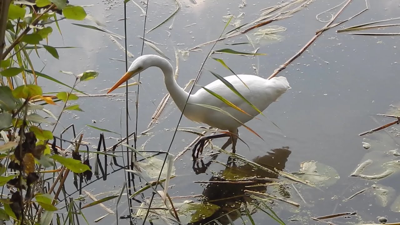 Большая белая цапля | Great egret