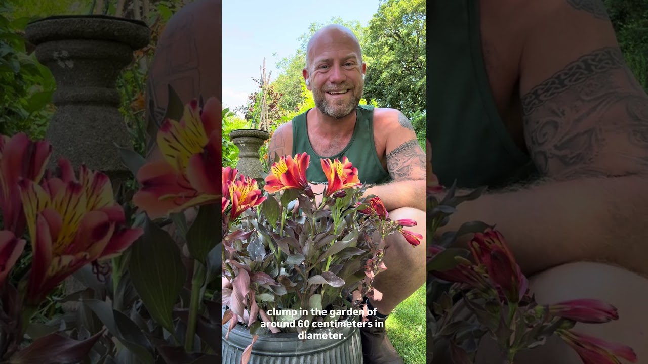 Today’s companion plant is Alstroemeria ‘ Indian summer’ #gardenerben 