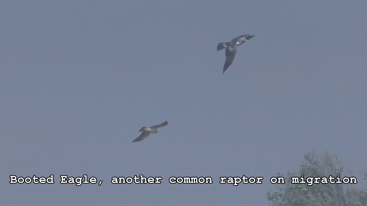 Wings over Tarifa