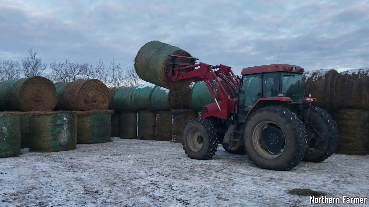 New Heifers and Hauling Bales