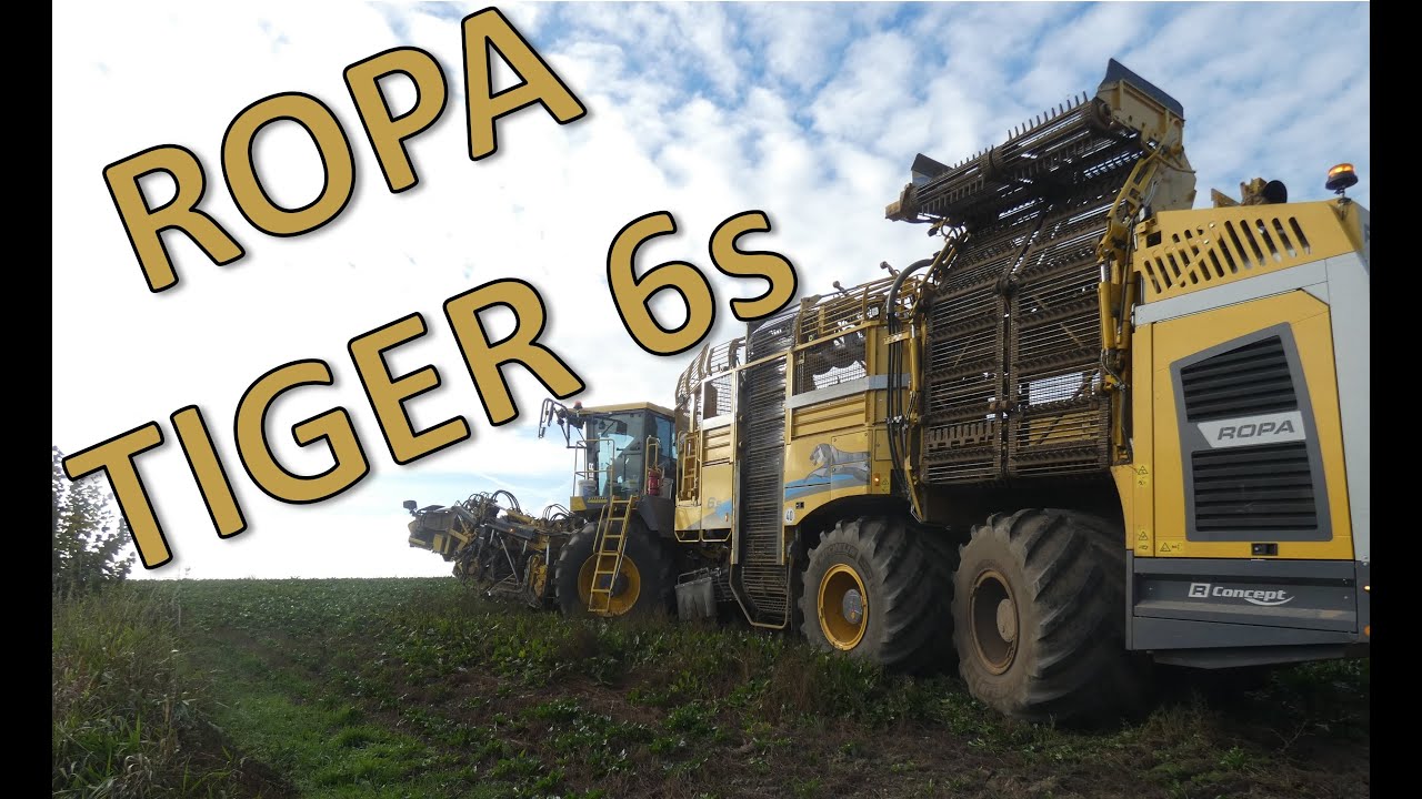ROPA Tiger 6s bei der Zuckerrüben-Ernte - Hautnah dabei - Sugarbeet harvesting Up close and personal