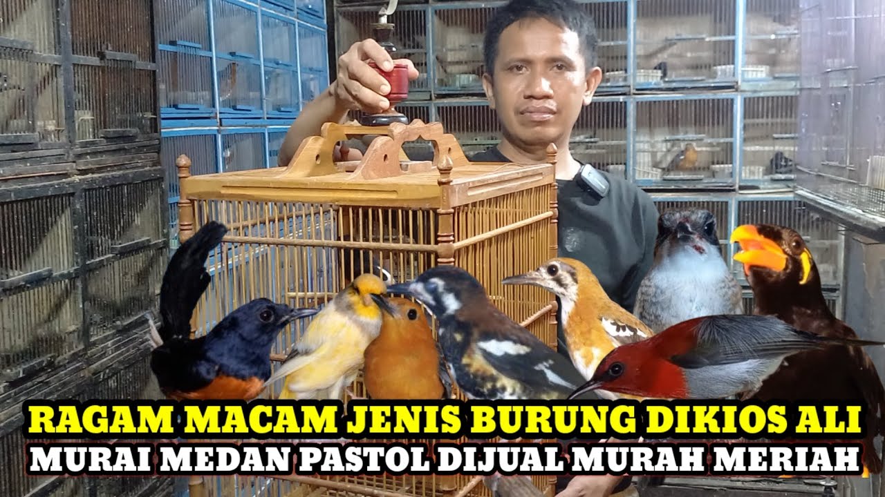 MURAI MEDAN PASTOL DIJUAL MURAH MERIAH DIKIOS KANG ALI PASAR BURUNG PRAMUKA HARI INI