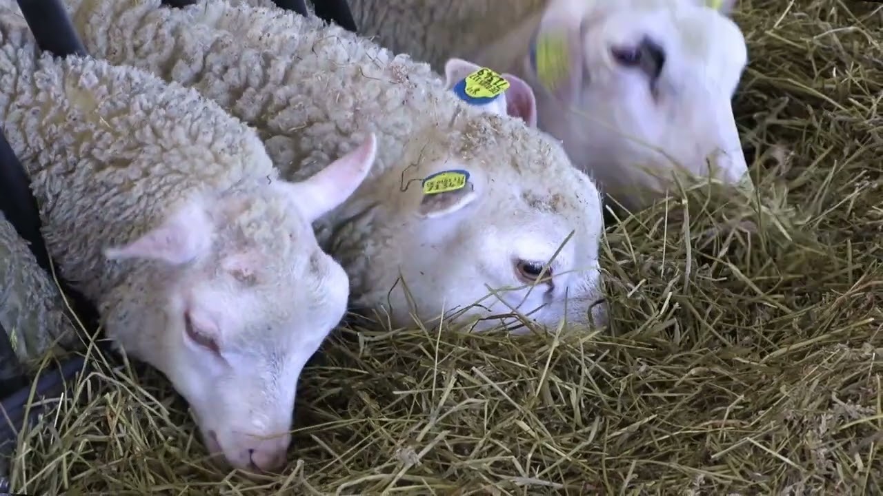 Die Moorschäferei in Wietmarschen-Füchtenfeld (2023)