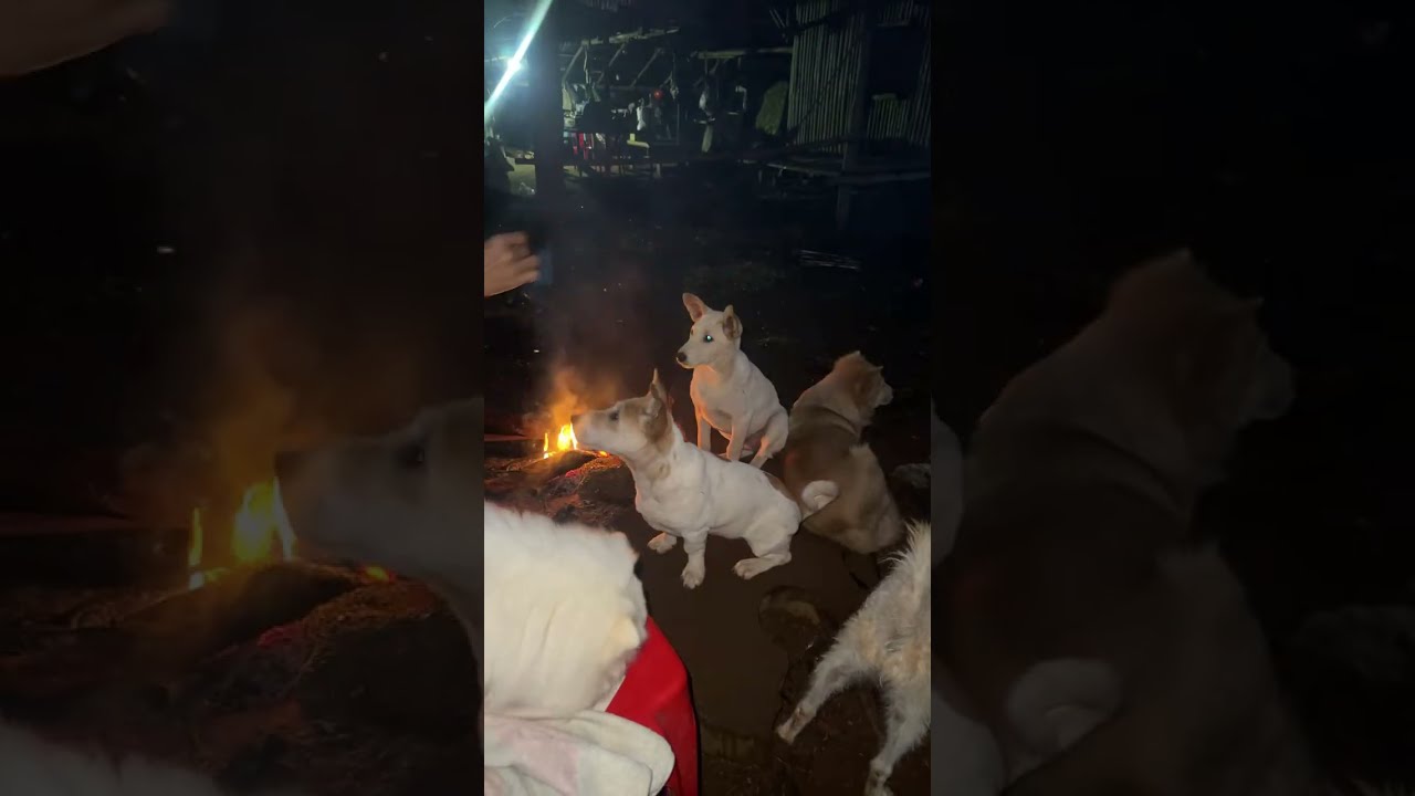 Making Fire to Keep My Pets Warm 🔥🐶🐒 | #pets #cutepets #dog #monkey #animallover #petlive 