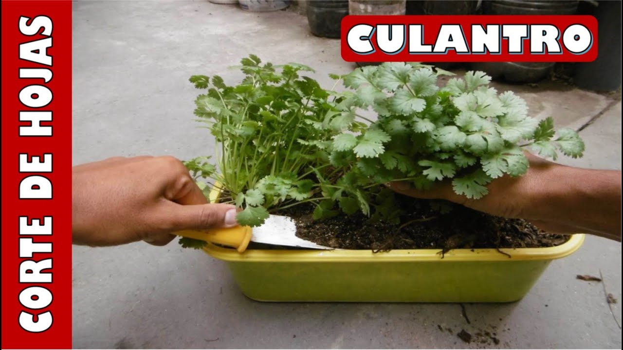 COSECHA DE CULANTRO - CILANTRO A TRAVÉS DEL CORTE DE LAS HOJAS: YA NO REBROTAN
