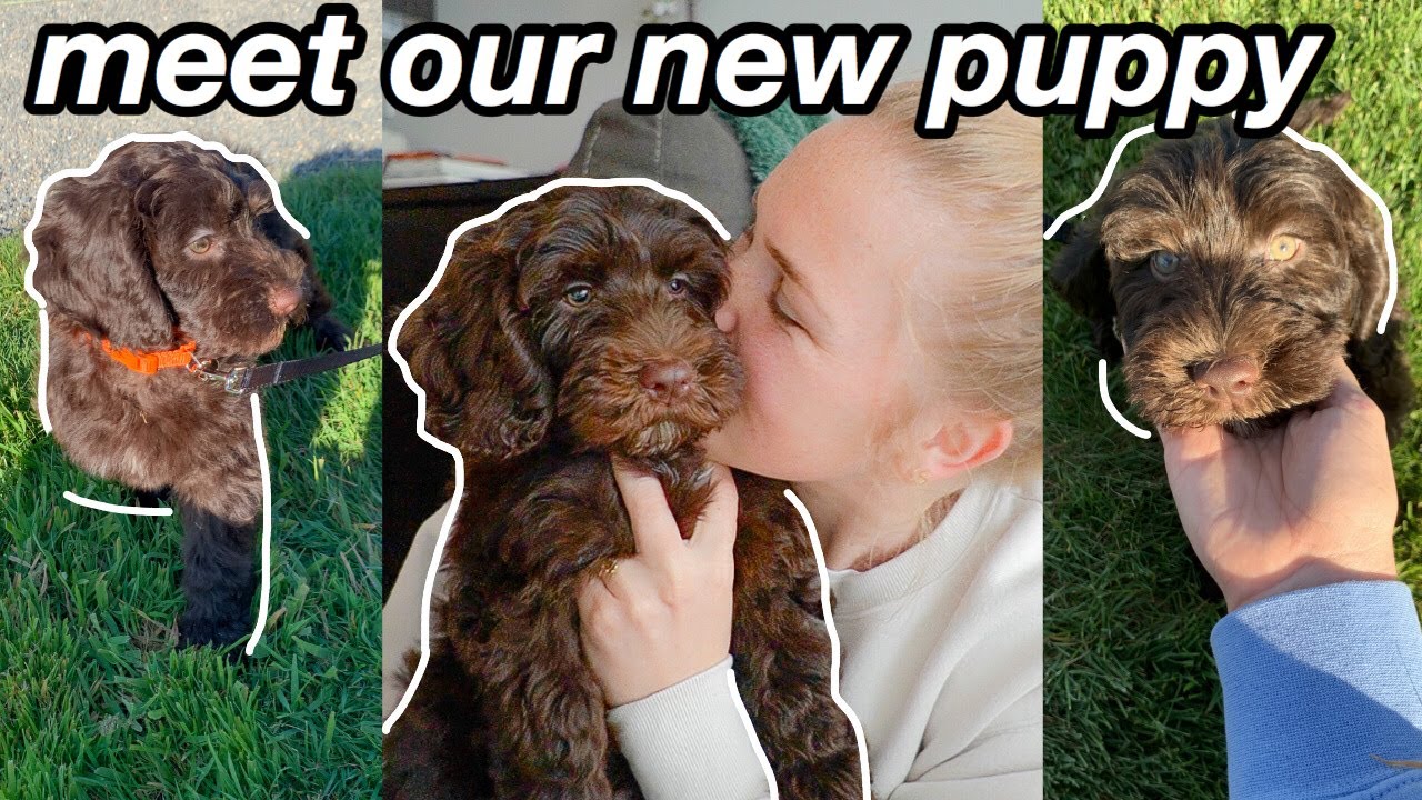 BRINGING HOME OUR PUPPY FOR THE FIRST TIME! | meet our new labradoodle puppy :)
