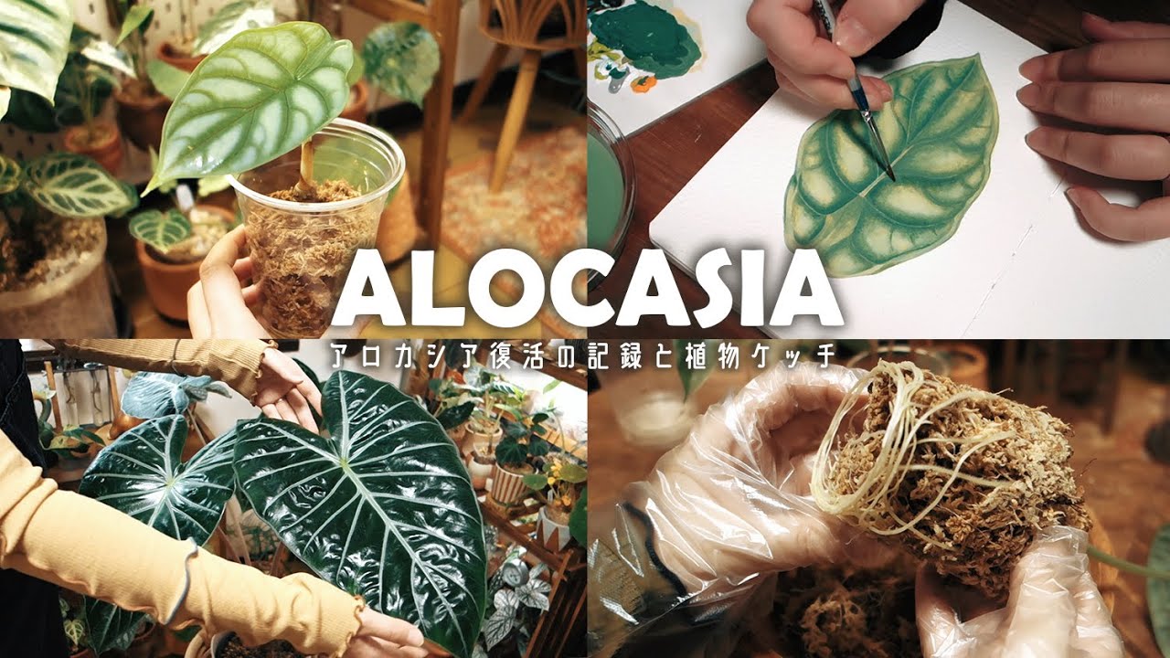 【観葉植物】アロカシアの復活方法と記録丨植物スケッチ丨植え替え＆胴切り丨品種紹介丨インテリアグリーン丨sketchbook丨 plant collection丨house plants🌱