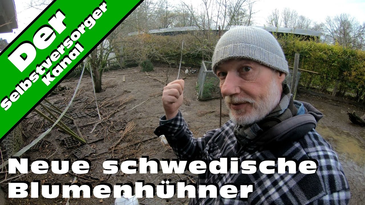 Neue schwedische Blumenhühner. Hühner selbst halten.