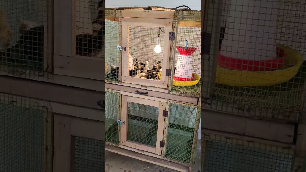 New brooding setup for chicks #auraorganicfarm