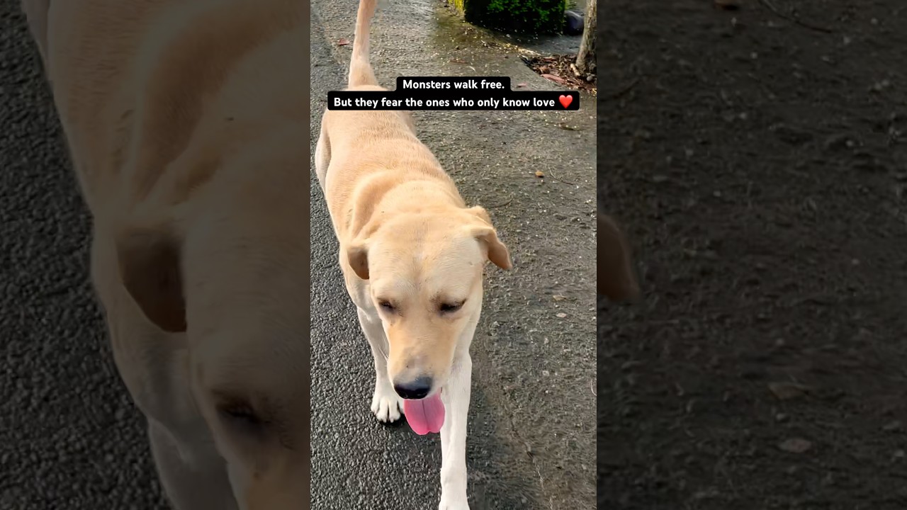 Supreme Court Orders Removal of All Stray Dogs from Delhi NCR | No More Tail Wagging outside house