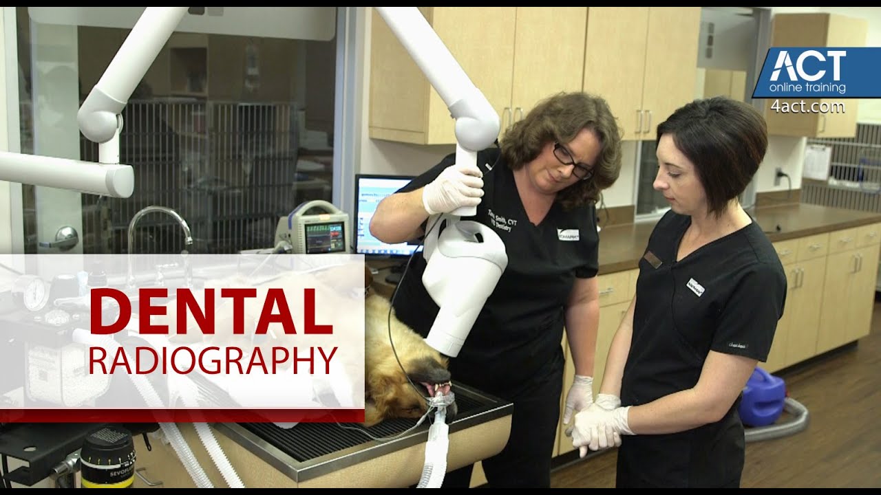 Veterinary Insights:  Dental Radiography