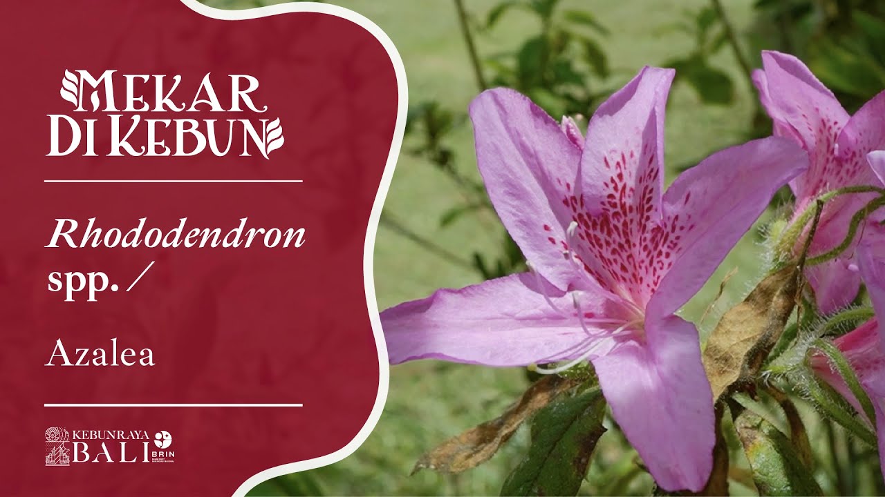 Kebun Raya Bali - Mekar di Kebun: Rhododendron spp.