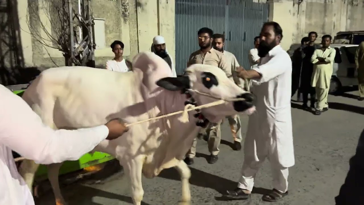 Extremely Angry Bull Unloading | Out of control | Fatehjangibull Angry Bail | Qurbani 2025