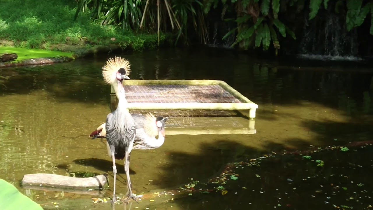 African Grey Crowned Crane Calling