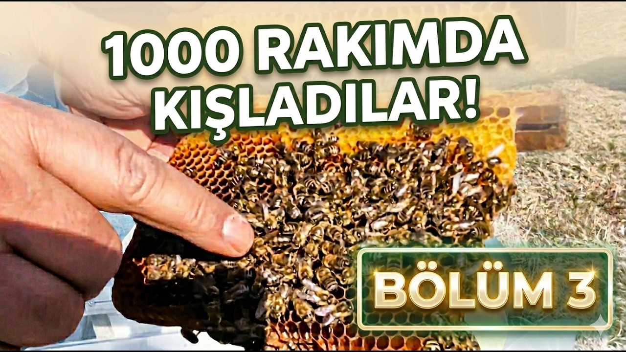 ANA ARI ÜRETİMİ / ANA ARI KUTUSU NASIL KIŞLATILIR ?