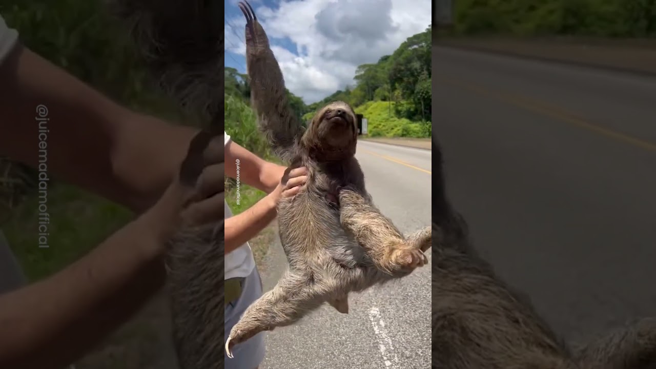 Rescuing Sloth From Side Of Road 🦥