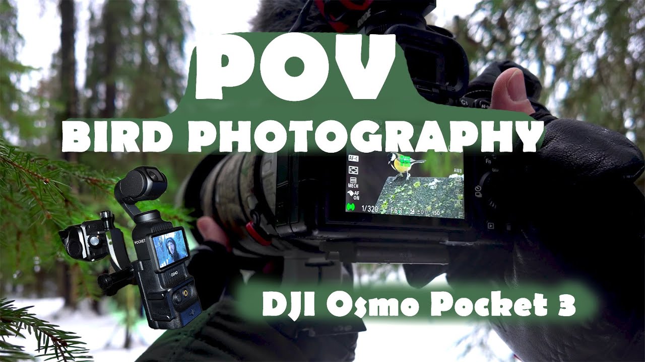 POV Wildlife Photography with Dji Osmo Pocket 3  #wildlifephotography #birdphotography #sonyalpha