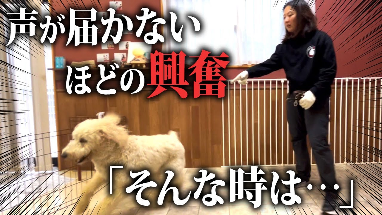 他の犬へ大興奮！そんな時は〝線引き〟を決めて下さい。 