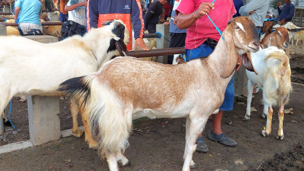 550 RIBU‼️ KAMBING BETINA MAKIN MURAH PASAR KAMBING JETIS PONOROGO