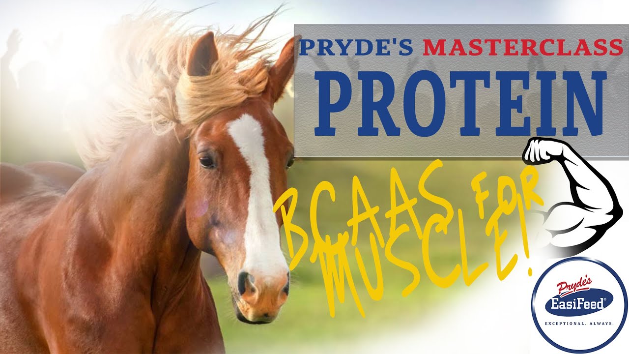 Why Is BCAAS Important For Muscle Building In Horses
