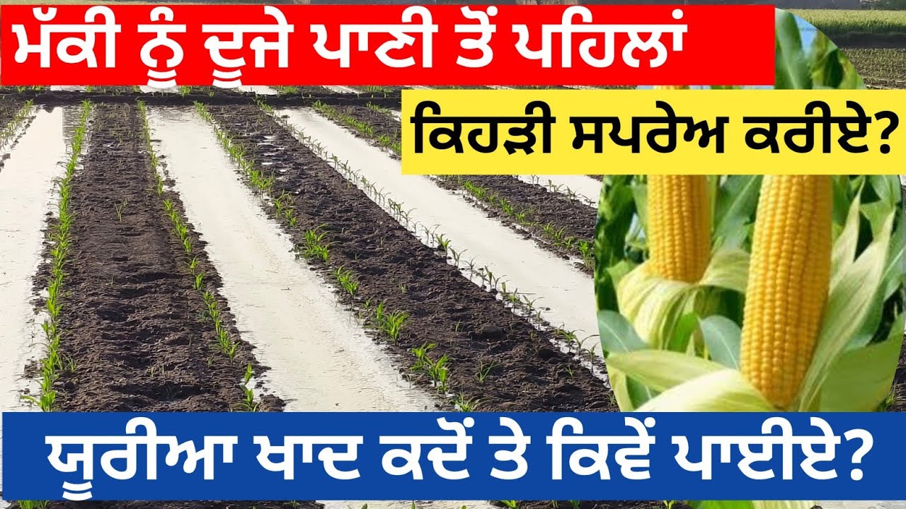 ਮੱਕੀ ਨੂੰ ਦੂਜੇ ਪਾਣੀ ਤੋਂ ਪਹਿਲਾਂ ਕਿਹੜੀ ਸਪਰੇਅ ਕਰੀਏ#farming #agriculture #maize #automobile #1890 #kisan 