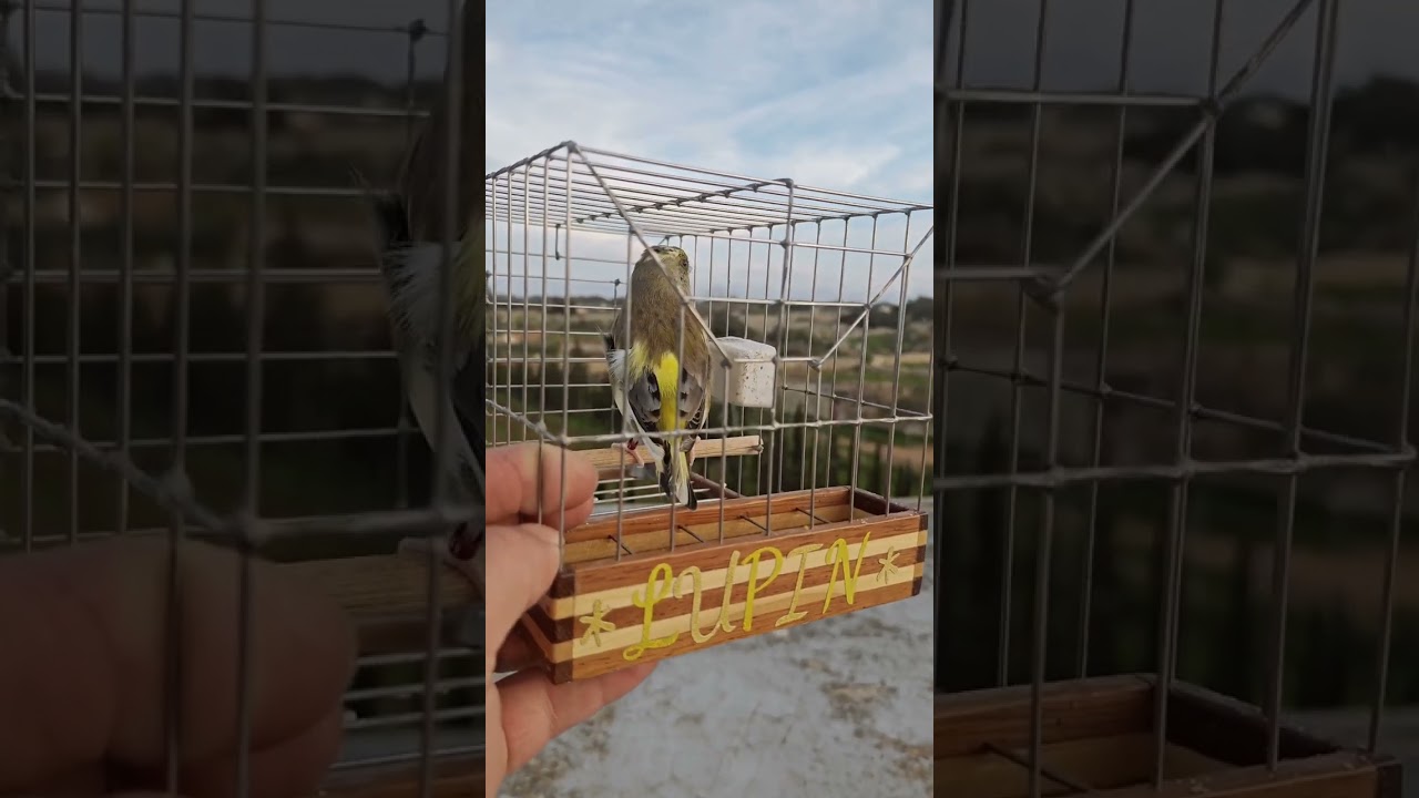 #Greenfinch singing Virdun 🌟 LUPIN🌟#2024 🤙🏻🧿💎🏆🚀💚🤍💛