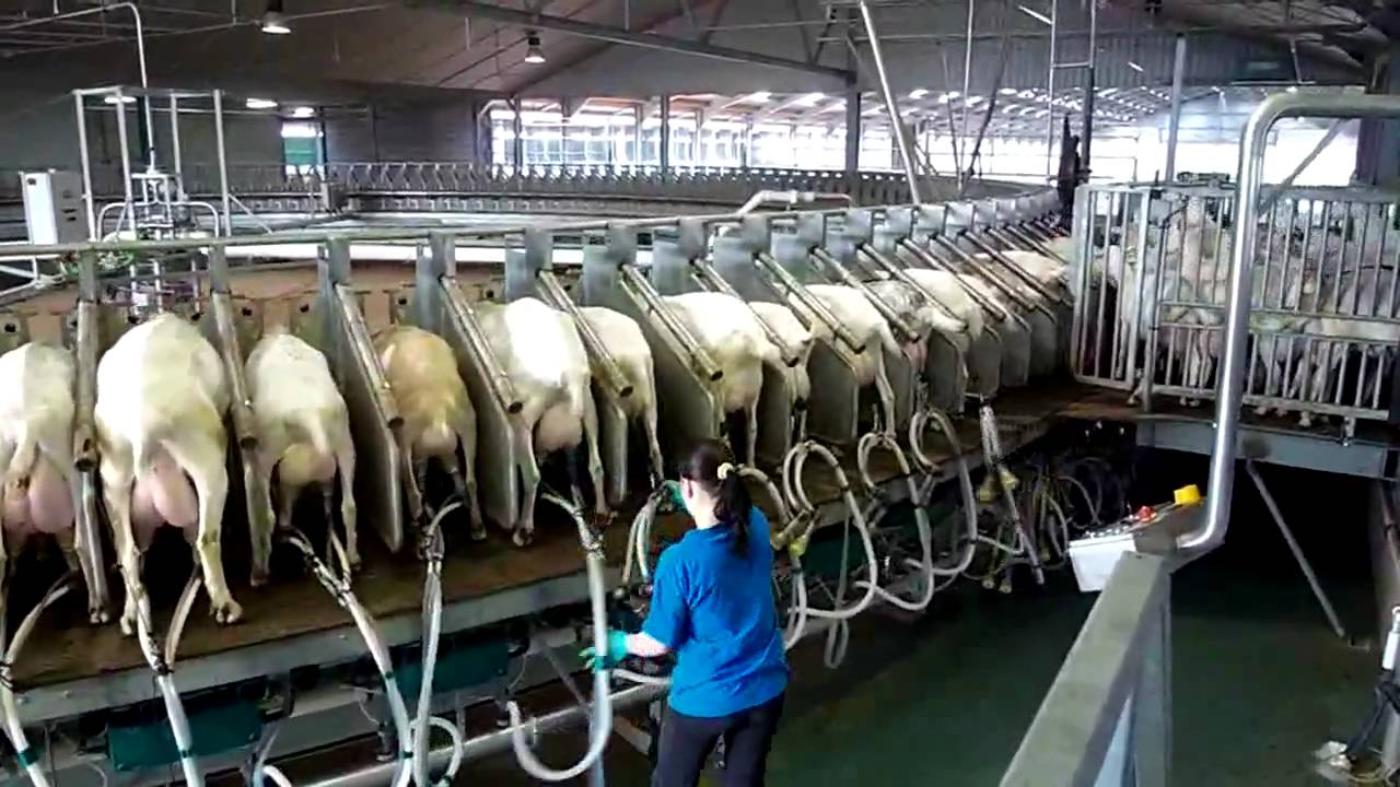180 Stall Goat Rotary milking parlor- Westfaliasurge : part 1