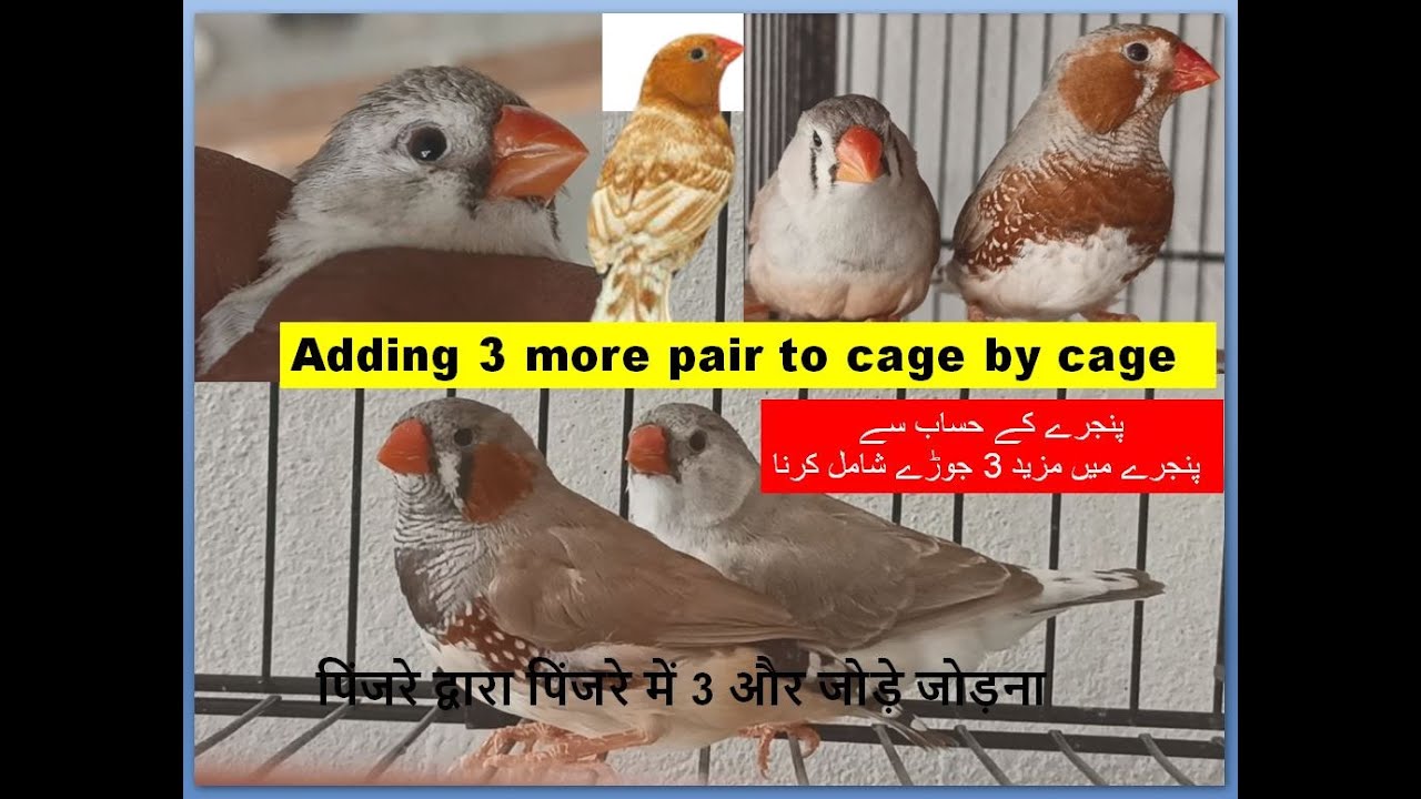 Zebra Finch Bird Cage by Cage 3 more pair | Finches | Finch bird | Birds | Pets Vlogs