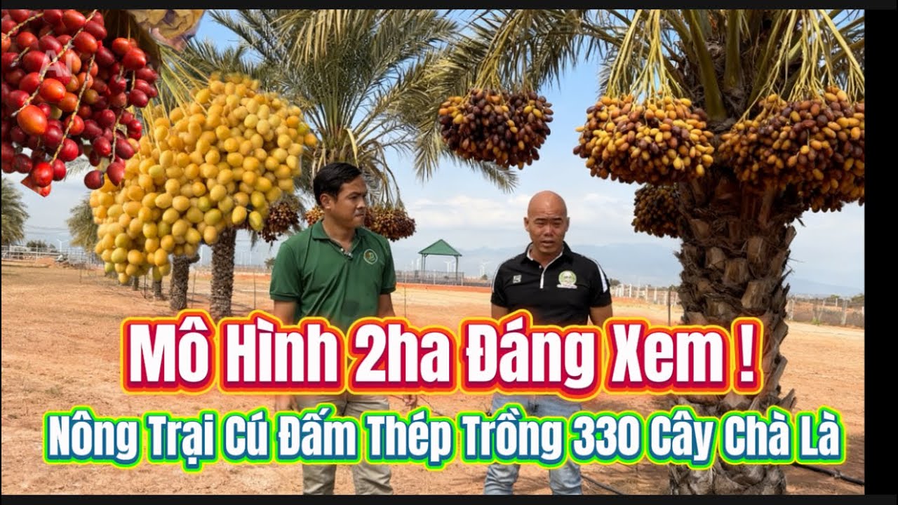 Trang Trại Cú Đấm Thép Trồng 330 Cây Chà Là – Mô Hình 2 Hecta Đáng Xem!