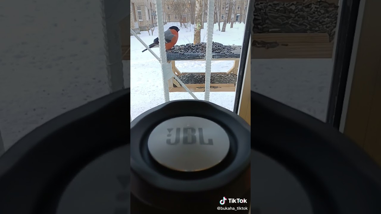 JBL Bass test SnegiriIvanushki International
