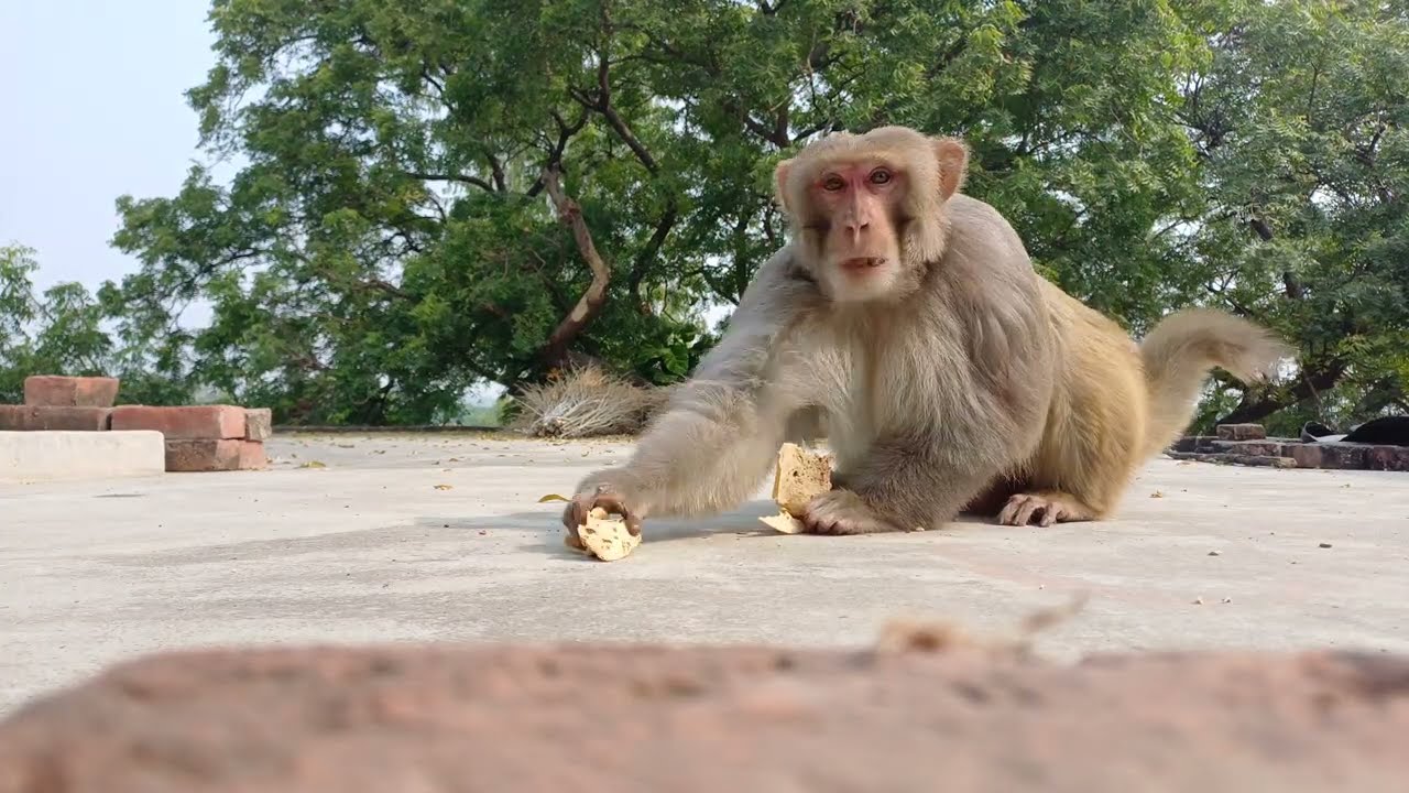 बेहतरीन एक्शन का प्रदर्शन करते हुए चिंकी पिंकी सुल्ताना #youtubeshorts #shortsvideo #viral #youtubeb