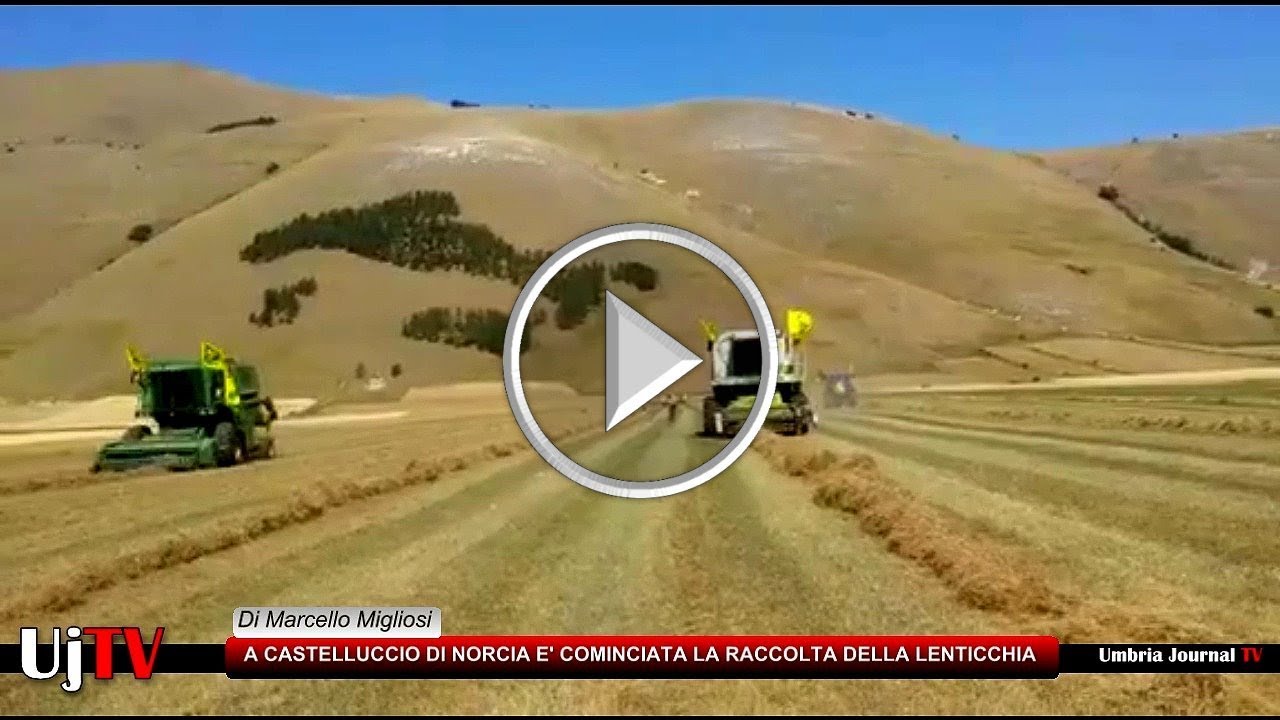 A Castelluccio è cominciata la raccolta della lenticchia, a causa della siccità sarà di meno