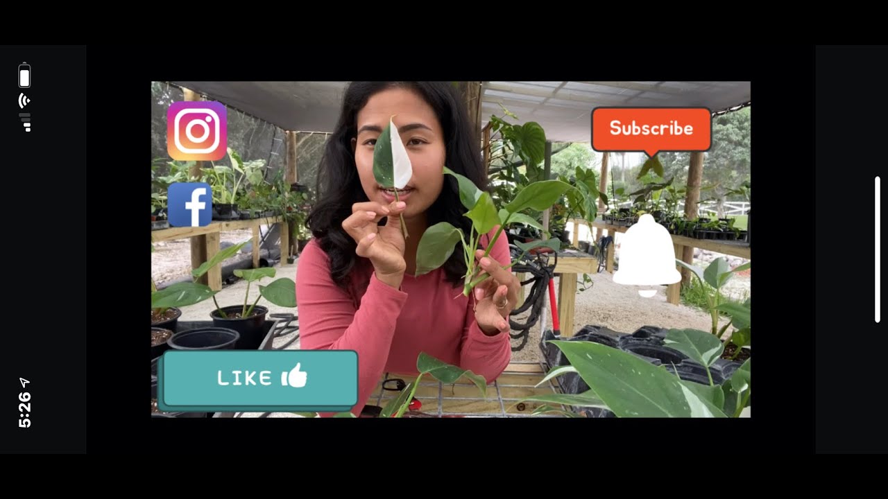 Philodendron White Princess Propagation | P. White Pricess Cutting |