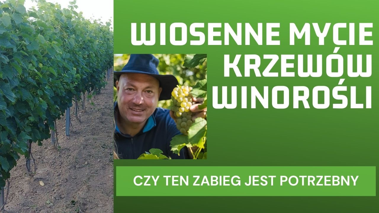 Wiosenne mycie krzewów winorośli. Niepotrzebny zabieg? może potrzebny ?