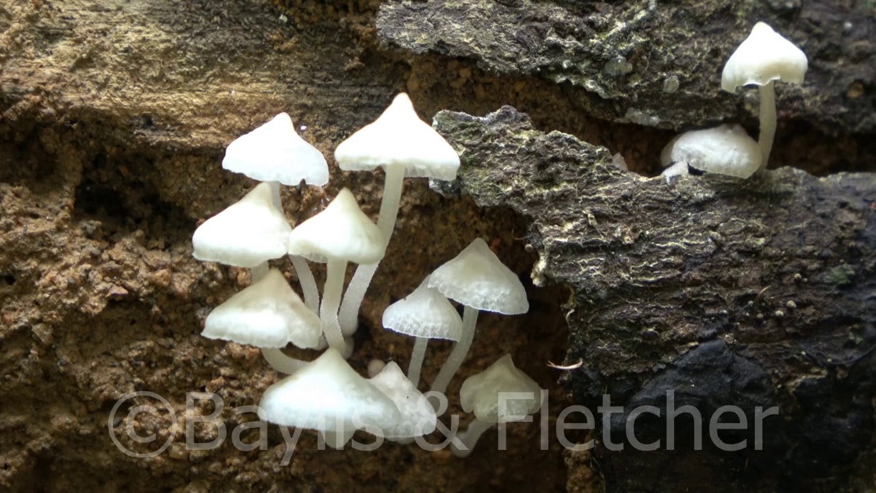 Saprophytic fungi, Royal Belum, Malaysia. 20200819_171622.uhd