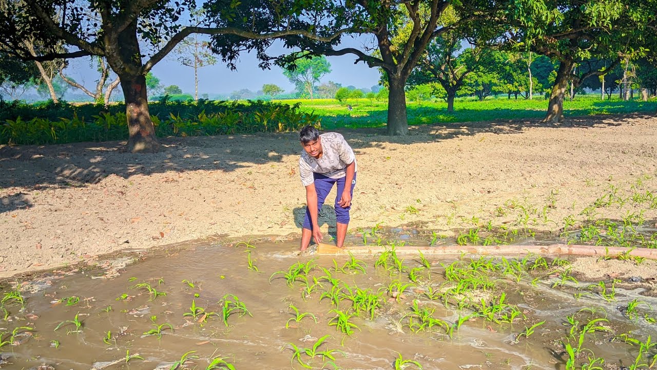 আজ কাকুদের জমিতে জল দিচ্ছি 😊।