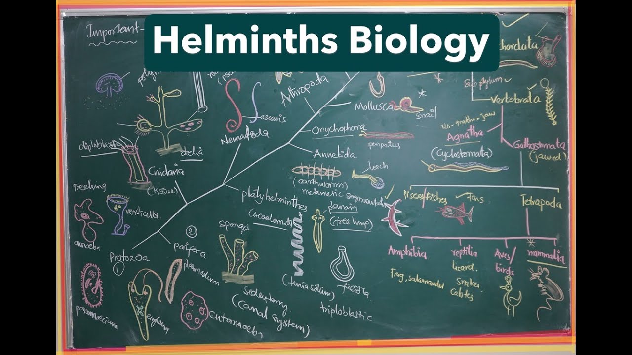 Helminths biology (Parasitic adaptations in Helminths)