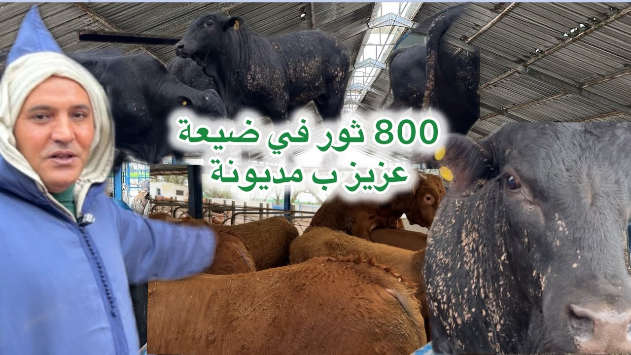 أكتر من 800 ثور 🐂 معروضة للبيع سلالة ليموزين و لانغوس في ضيعة عزيز ب مديونة 🇲🇦