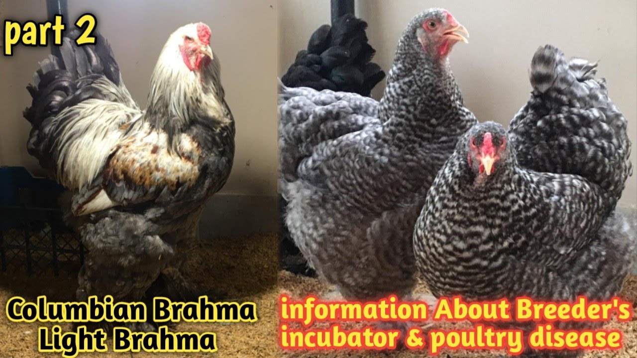 Visit light brahma blue columbian & Many fancy breeds & chicks setup in urdu/hindi || part 2