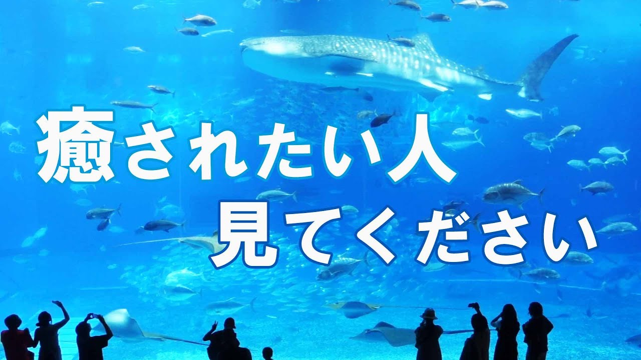 【美ら海水族館】1度は行くべき癒しスポット/名物ジンベイザメの餌やり/沖縄デートスポット