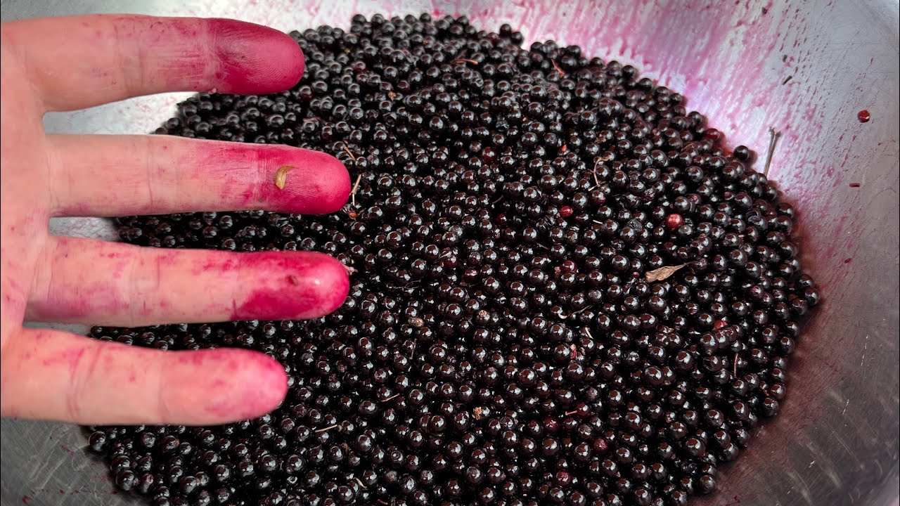 Elderberry Syrup Recipe