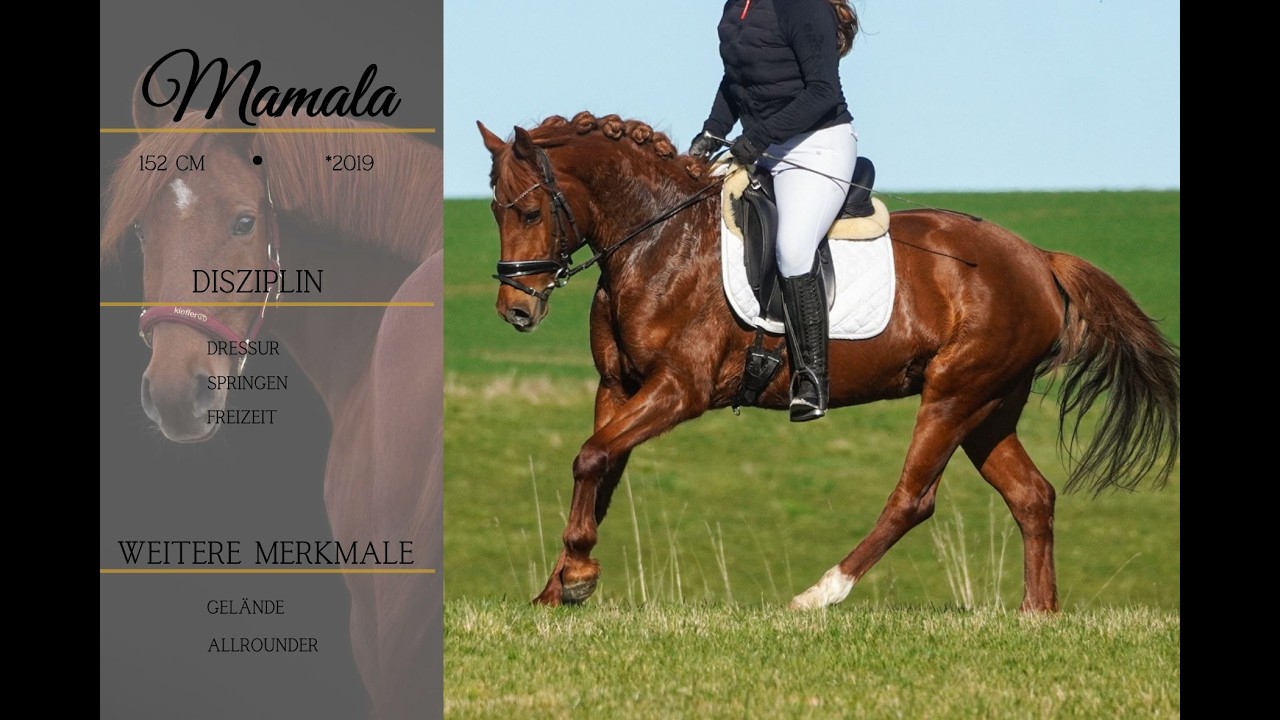 For Sale: ** Mamala ** Pferdehandlung Dederichs **