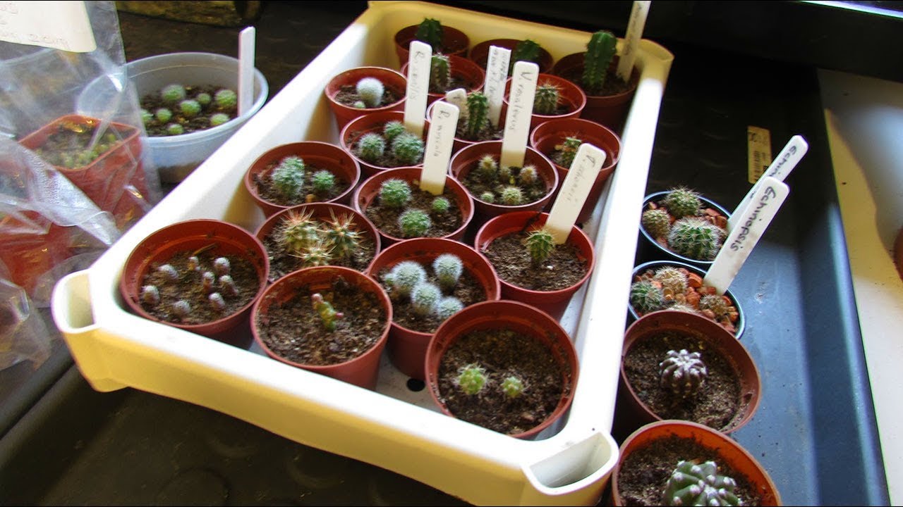 Overwintering VLOG 1 - Cacti Seedlings & Dragonfruit Cacti & full Cactus Seedlings TOUR