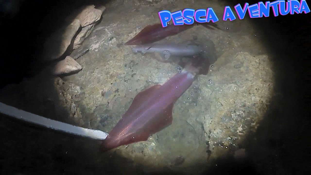Eging 21. Pesca de calamar, desde orilla. 