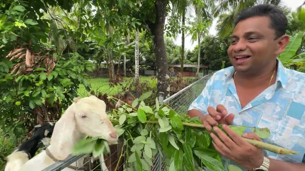 ඒලුවන්ට දිපු නිදහස සහ ඉවසීමෙන් ගොඩනගපු ගොවිපළ ...❤️❤️❤️