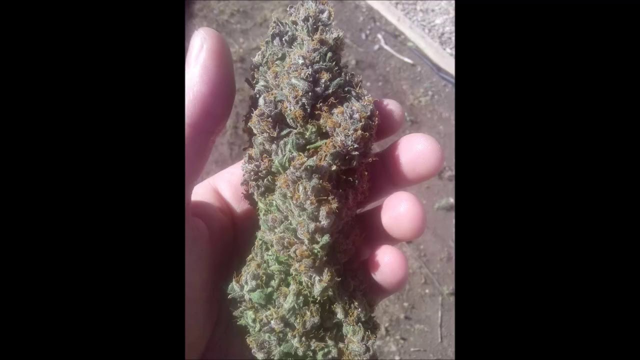 So High by Food$tamp, Ms Badass